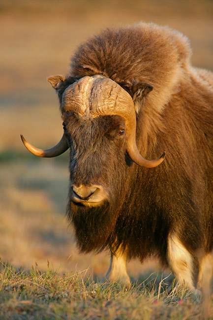 musk-ox-alone-770172.jpg