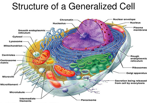 cell_anatomy.jpg