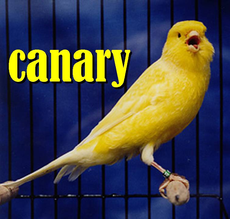 canary2.jpg