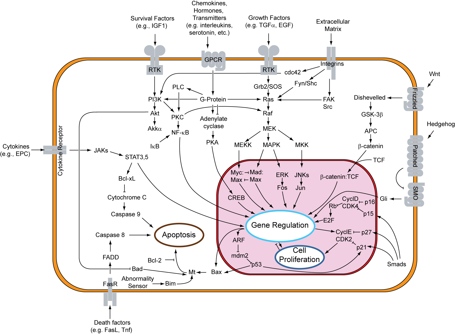 Signal_transduction_v1.png