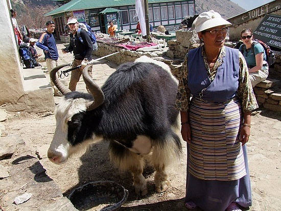 4.1257386291.henry-the-yak.jpg