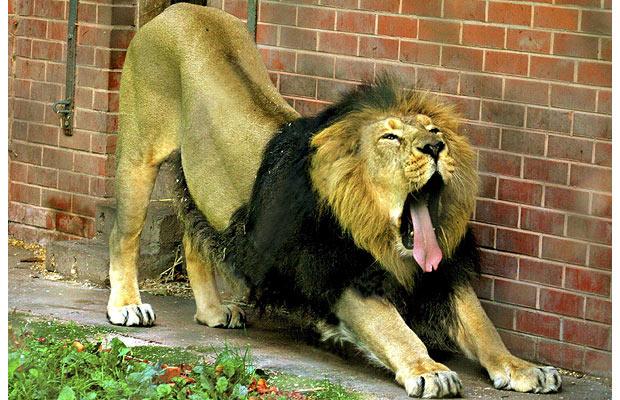 lion-yawn_1355493i.jpg