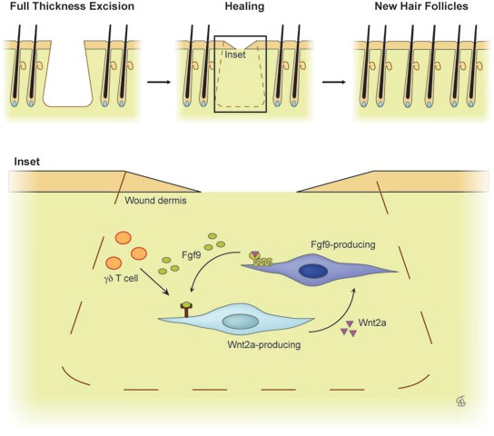 Growth-Factor-Fgf9-Triggers-Hair-Growth-after-Injury.jpg