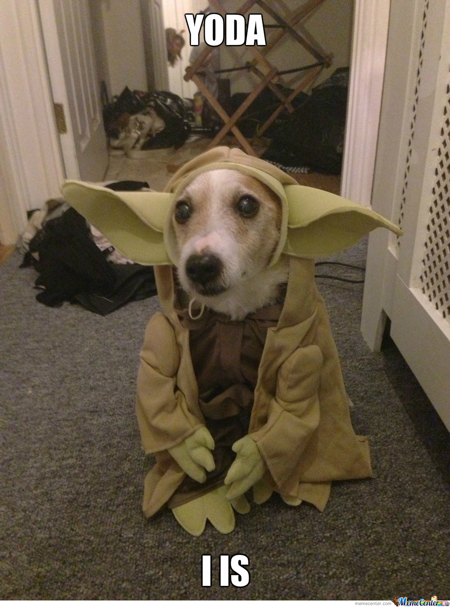 yoda-dog_o_1995525.jpg