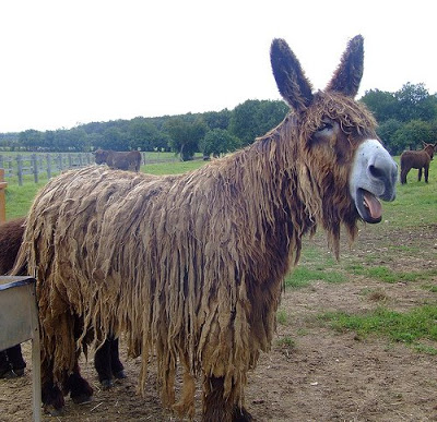 Baudet+Donkey.jpg