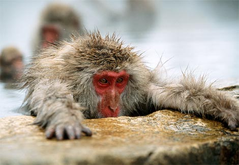 japanese-macaque-hotspring.jpg