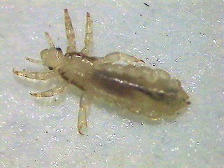 louse1a.jpg