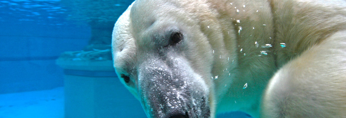 polarbear_1170-1170x400.jpg