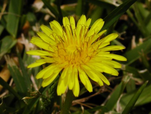 dandelion-bloom.jpg