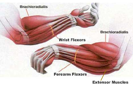 forearms.jpg