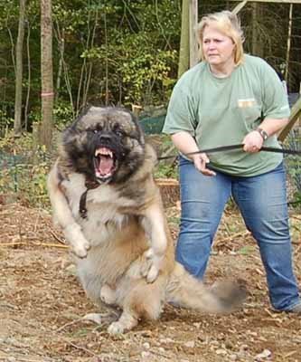 16573_ORIG-Caucasian_Shepherd_Dog_1_.jpg