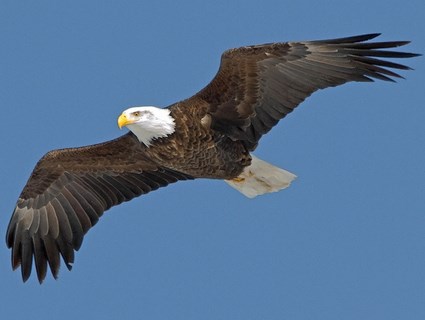 bald_eagle_adult2.jpg