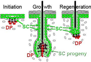 research%20schematic%2002.jpg